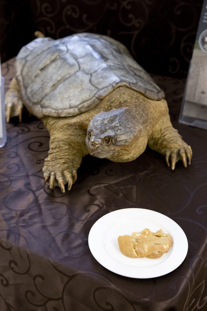 turtle | BetaKit turtle