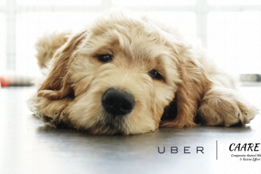 Uber puppies