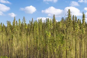 Bast Fibre Technologies