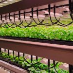 Vertical farming Vision Greens