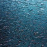 fish swarm