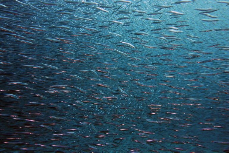 fish swarm