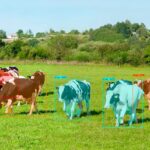 OneCup AI makes images of cows tracked by their system. it shows cows on a digital field that are coloured in various hues