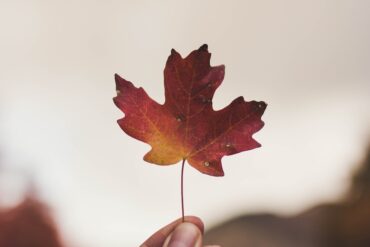 maple-leaf