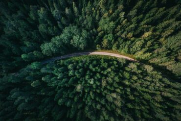 Aerial view of forest