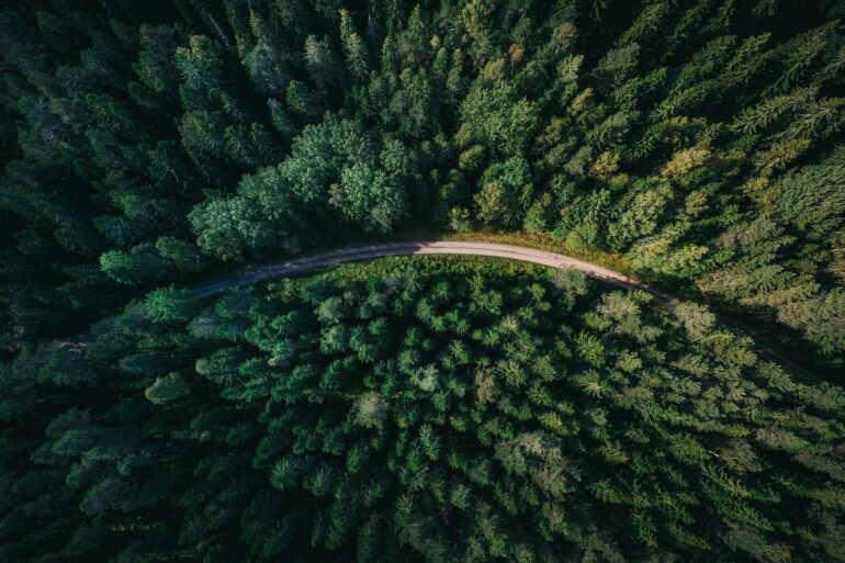 Aerial view of forest